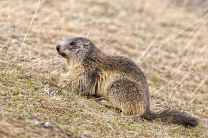 retrato de marmota aislado mientras busca comida foto