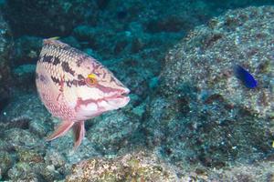 colorful grouper fish photo