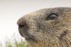 Marmot portrait while looking at you photo