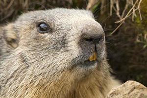 Marmot portrait while looking at you photo