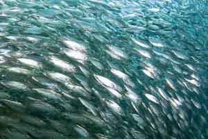 inside sardine baitball underwater photo