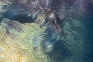 diving with sea lions in cortez sea photo