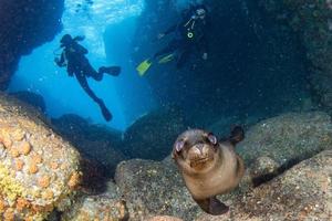 beautiful latina mexican girl diving with sea lions photo