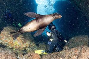 beautiful latina mexican girl diving with sea lions photo