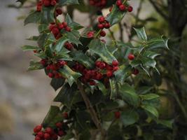 Butcher's-broom or Ruscus aculeatus plants background photo