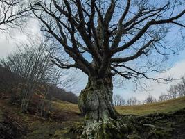 Beech forest with a very old tree in Calamone Ventasso Lake Italy photo