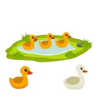 Ducks in pond. Chicken swims in lake. Animal in wild and forest. Child of bird in water. Flat cartoon. vector