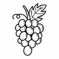 Racimo de uvas. ilustración de garabatos vectoriales. moras frecas. comida sana. bosquejo a mano. vector