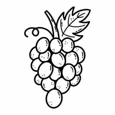 Grape Branch Pencil Drawing Stock Illustration  Download Image Now   Design Drawing  Art Product Agriculture  iStock