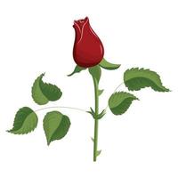 Red rose, bud in a realistic style. Flower on a stem with leaves. Vector illustration isolated on white background.