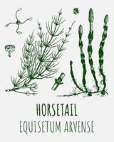 Vector drawings of HORSETAIL. Hand drawn illustration. Latin name Equisetum arvense.