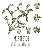 Vector drawings of MISTLETOE. Hand drawn illustration. Latin name VISCUM ALBUM L.