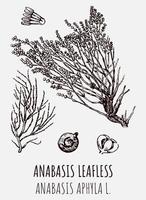 Vector drawings of ANABASIS LEAFLESS. Hand drawn illustration. Latin name ANABASIS APHYLA L.