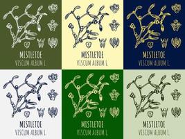 Set of vector drawings MISTLETOE in different colors. Hand drawn illustration. Latin name VISCUM ALBUM L.