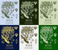 Set of vector drawings MISTLETOE in different colors. Hand drawn illustration. Latin name VISCUM ALBUM L.