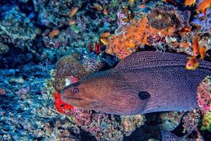 Eel mooray portrait close up detail photo