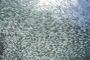 entrando dentro de un cardumen de sardinas bajo el agua foto