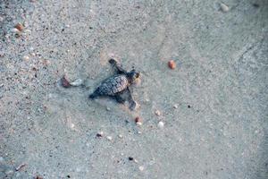 newborn baby green golfina turtle approaching sea photo