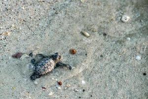 newborn baby green golfina turtle approaching sea photo