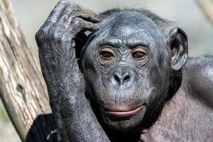 bonobo portrait female ape close up photo