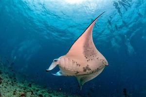 Manta in the blue ocean background portrait photo