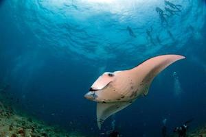 Manta in the blue ocean background portrait photo