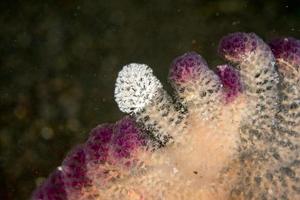 pink sea pen underwater close up macro detail photo