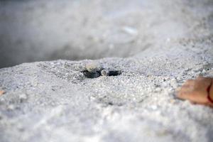 newborn baby green golfina turtle approaching sea photo