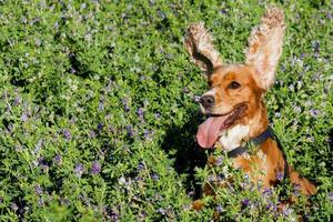 A dog cocker spaniel jumpin over the grass photo