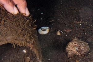 coconut octopus underwater portrait hiding in sand photo