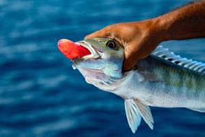 stomach of catched fish photo