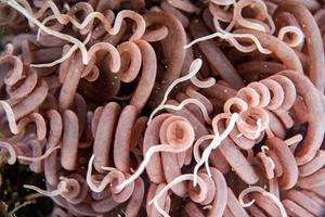 anemone tentacles detail close up macro view photo