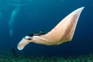 Manta in the blue ocean background portrait photo