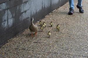 duck mother and puppy in a line crossing the street in washington photo