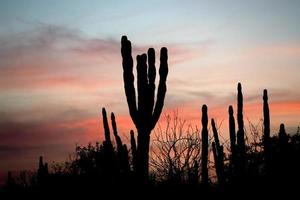 silueta de cactus de baja california al atardecer foto