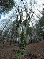 bosque de hayas con un árbol muy viejo en calamone ventasso lago italia foto