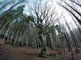 bosque de hayas con un árbol muy viejo en calamone ventasso lago italia foto