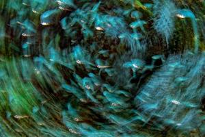 move effect Clown fish inside red anemone in indonesia photo