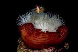 pez payaso dentro de una anémona roja en indonesia foto