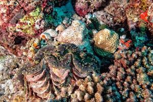 brown giant clam close up portrait photo