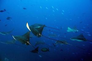 manta raya águila mientras bucea en maldivas foto