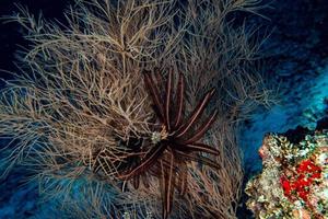 un crinoideo en la noche abrió los brazos para comer en cebu filipinas foto