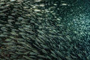 cardumen de sardinas bajo el agua foto