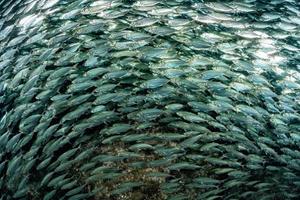 cardumen de sardinas bajo el agua foto