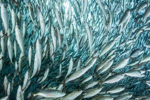 cardumen de sardinas bajo el agua foto