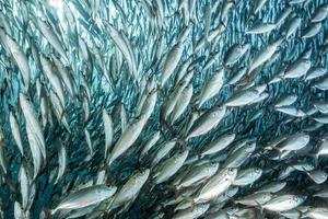 cardumen de sardinas bajo el agua foto