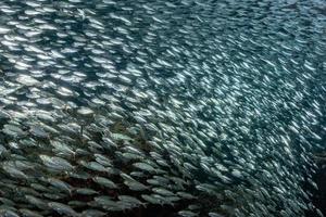 sardine school of fish underwater close up photo