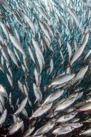 cardumen de sardinas bajo el agua foto