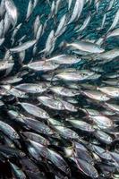 cardumen de sardinas bajo el agua foto