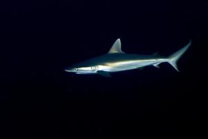 tiburón gris listo para atacar bajo el agua foto